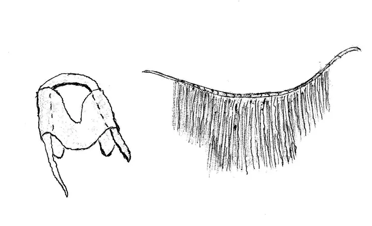 Man Bingam Kalefe Dodofon 4