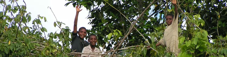 Tripela boi antap long diwai